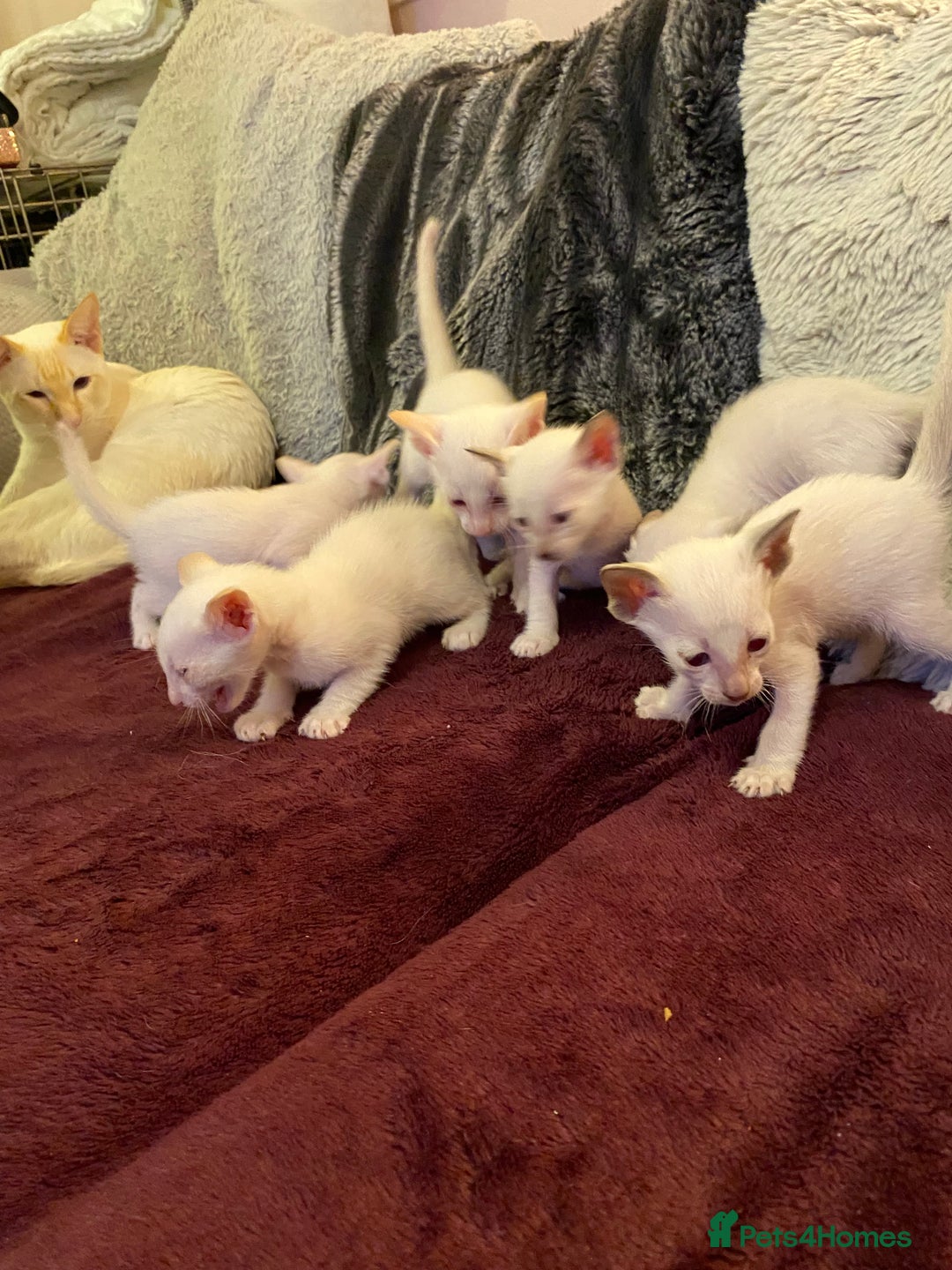 Siamese cats for sale: Siamese kittens for sale  - Advert 13