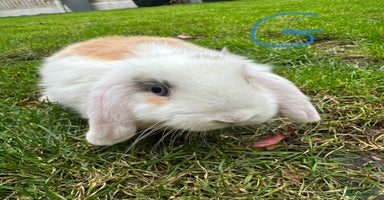 Mini Lop rabbits - Advert 10