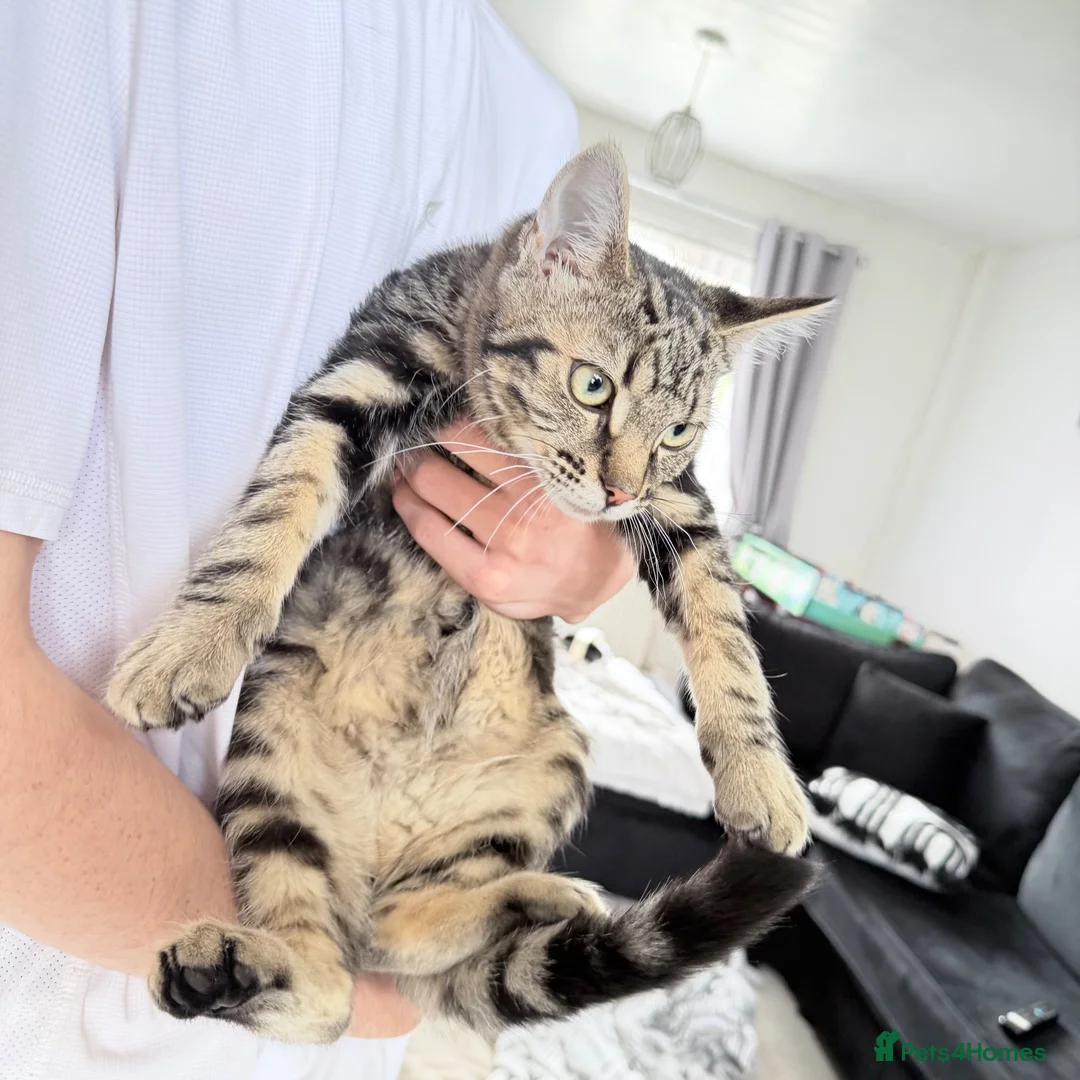 Mixed Breed cats for sale: 5months old kittens  - Advert 4