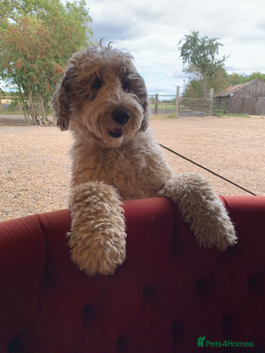 Sheepadoodle dogs for sale: Standard Sheepadoodle READY NOW - Advert 21