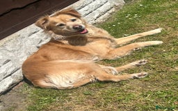 Mixed Breed dogs for sale: Cleo- Mixed Breed - Image 2