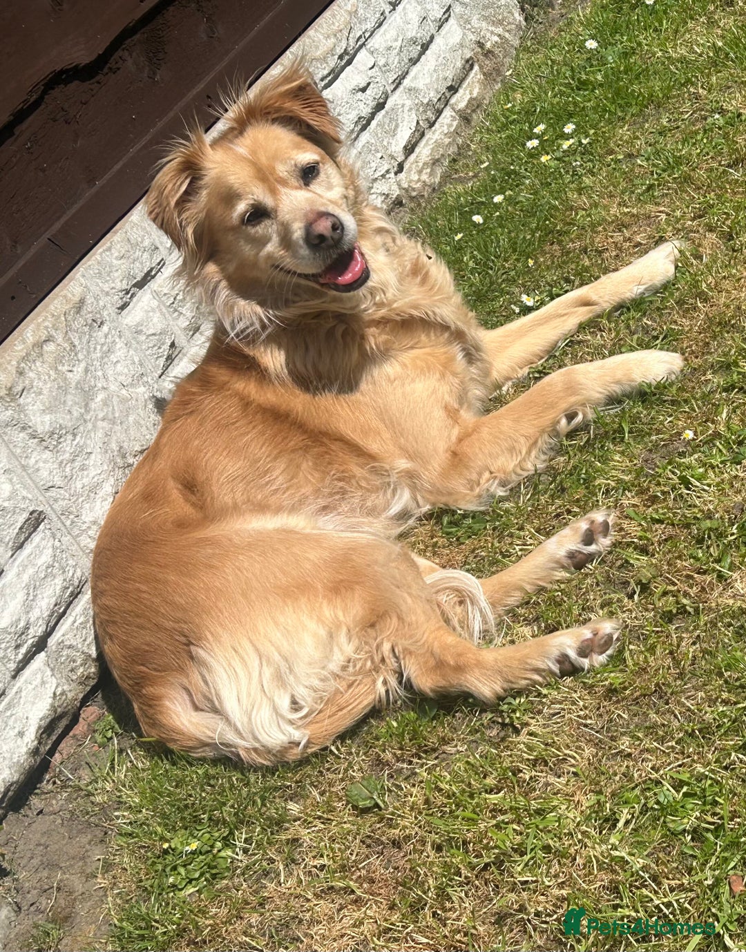 Mixed Breed dogs for sale: Cleo- Mixed Breed - Image 2