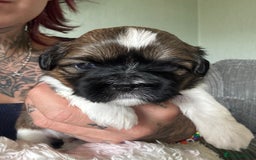 Lhasa Apso dogs for sale: 6 beautiful Lhasa Apso puppies - Image 14