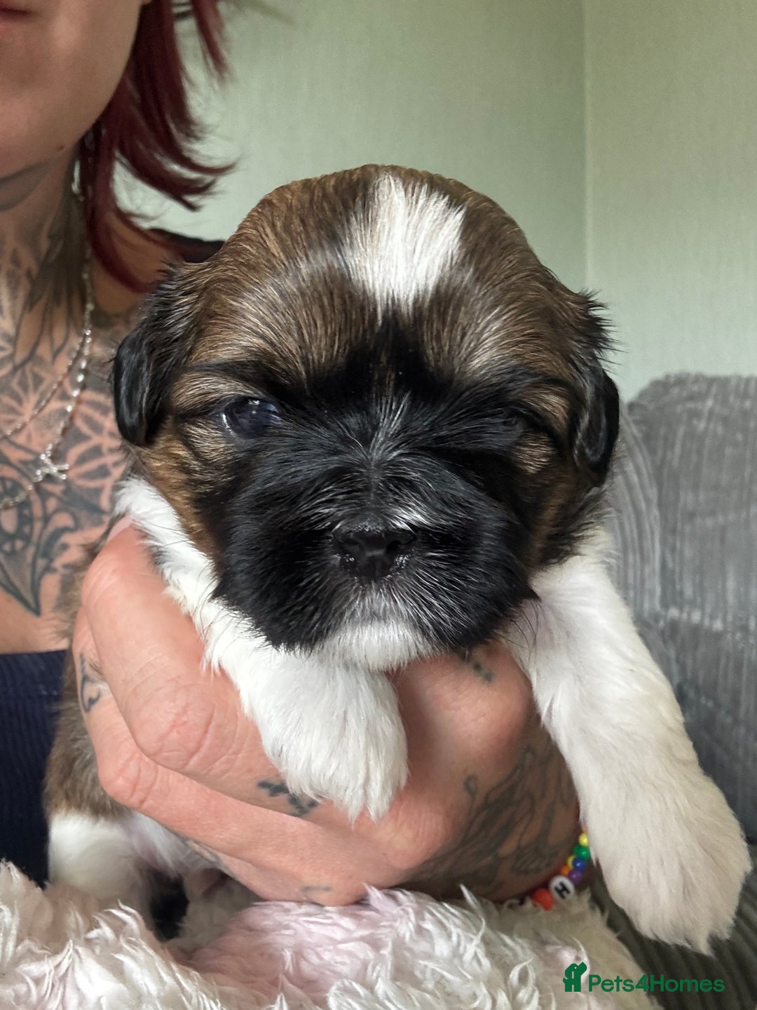 Lhasa Apso dogs for sale: 6 beautiful Lhasa Apso puppies - Image 14