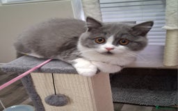 British Shorthair cats for sale: British Shorthair  - Image 1