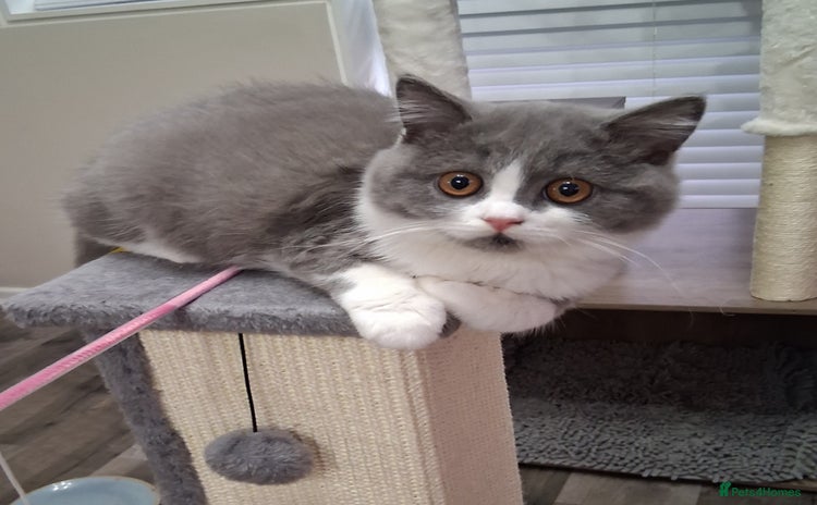British Shorthair cats - Advert 4