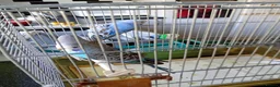 Budgerigars birds for sale: Baby budgies for sale £25 each in Hailsham - Advert 1