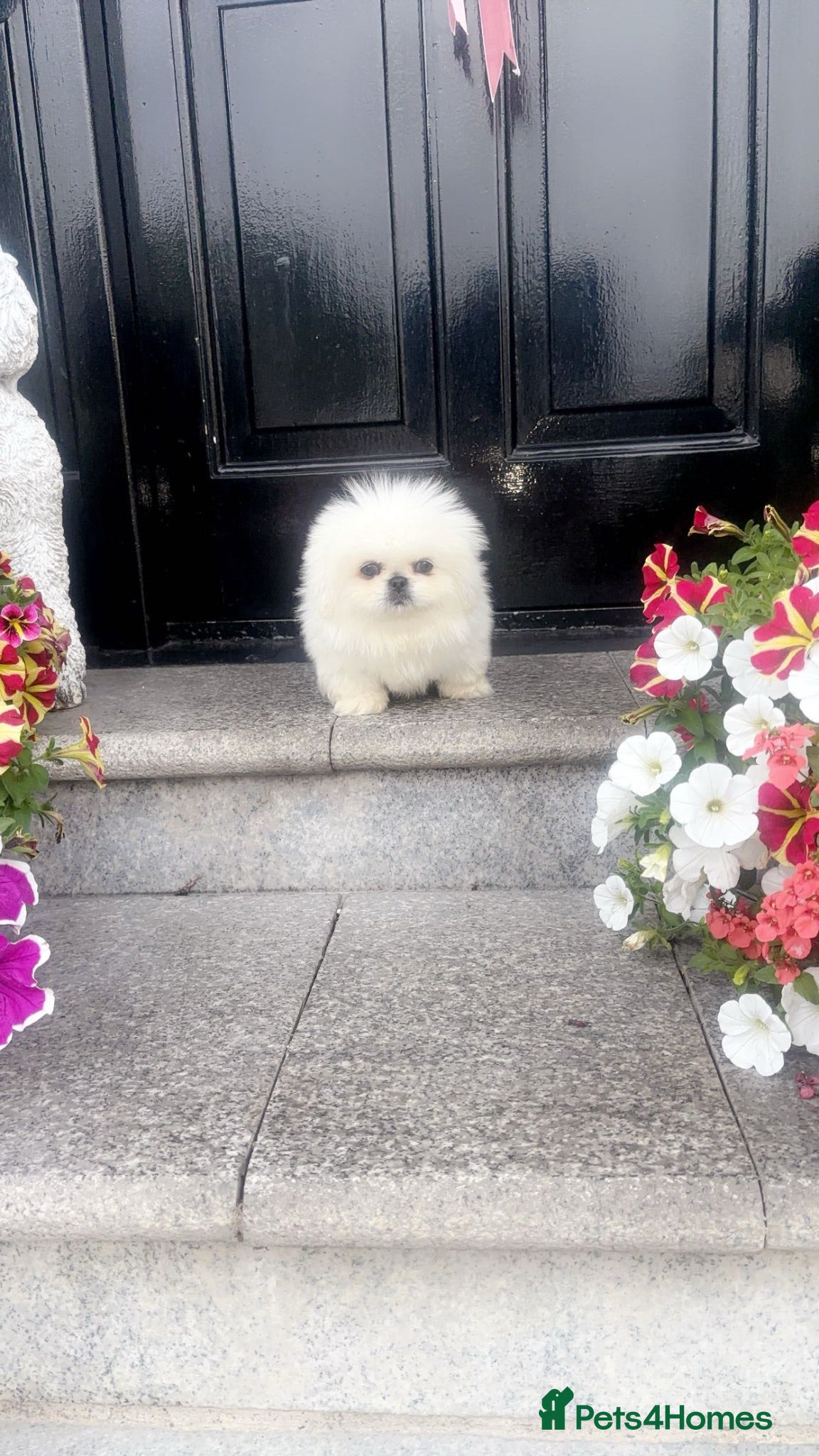 Pekingese dogs Stunning high quality Pekingese puppies  - Advert 4