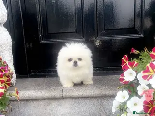Pekingese dogs Stunning high quality Pekingese puppies - Advert 4