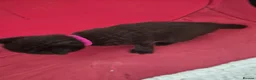 Mixed Breed cats for sale: 2 beautiful Kittens  - Advert 12