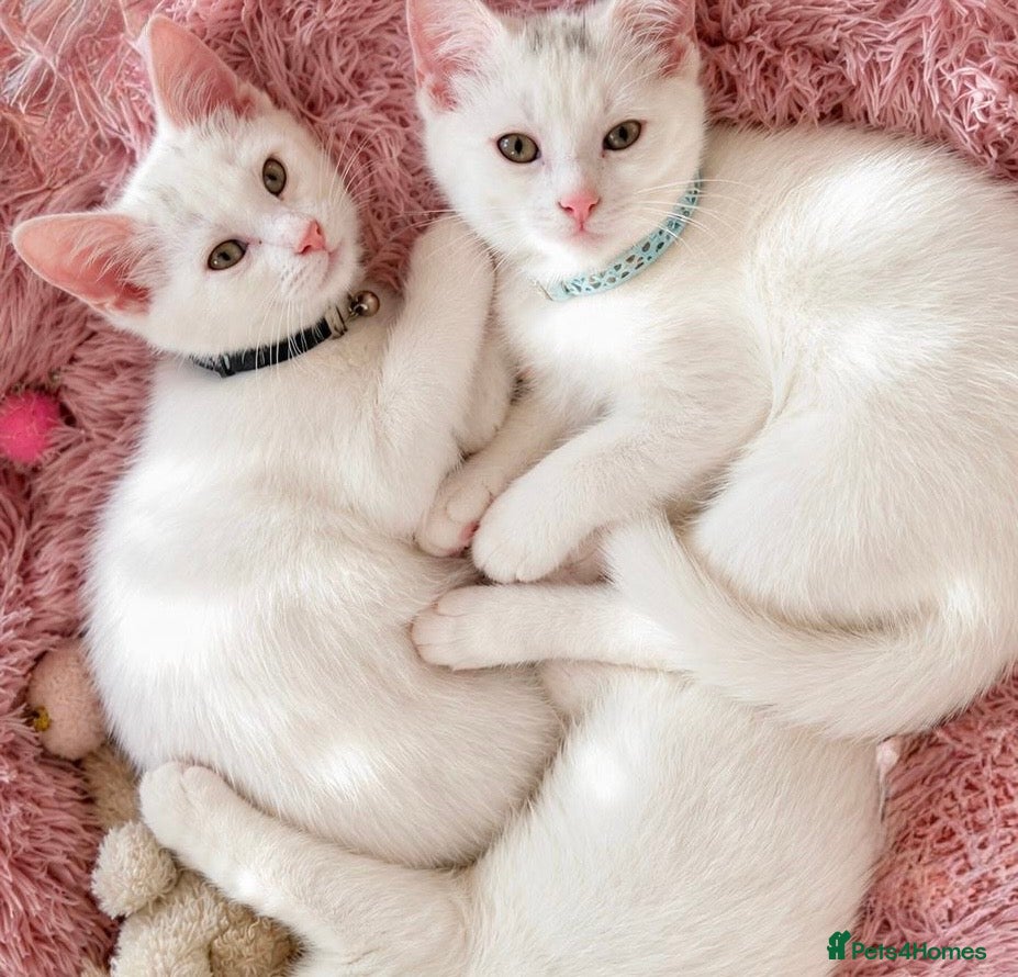 Turkish Angora cats Gorgeous Kittens!  - Advert 21