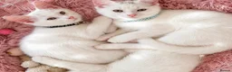 Turkish Angora cats for sale: Gorgeous Kittens!  - Advert 1