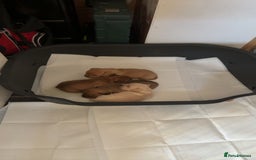 Mixed Breed dogs for sale: French bulldog x Dachshund  - Advert 6