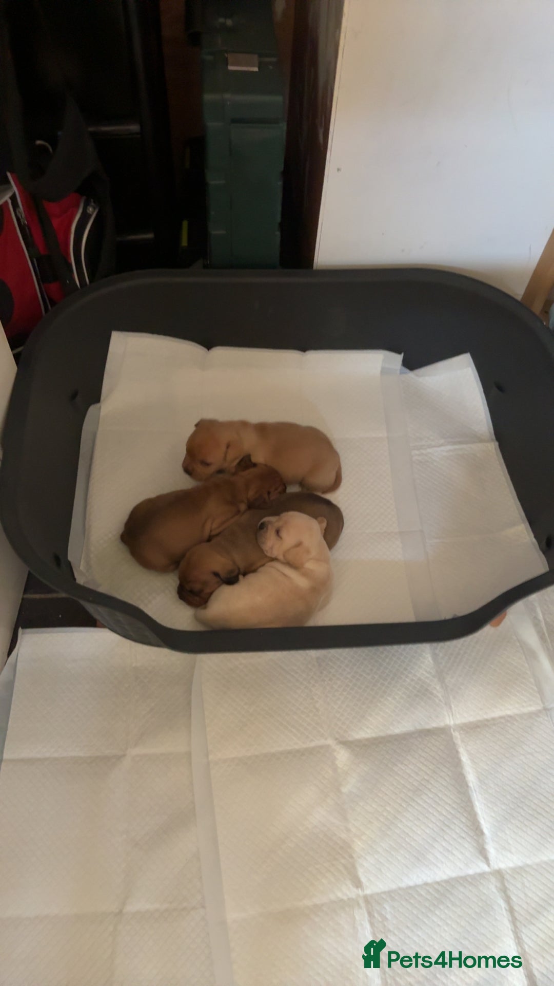 Mixed Breed dogs for sale: French bulldog x Dachshund  - Advert 6