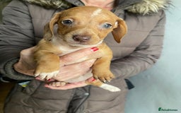 Dachshund dogs for sale: Very unusual sausage dogs - Image 6