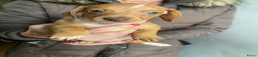 Dachshund Puppy 2