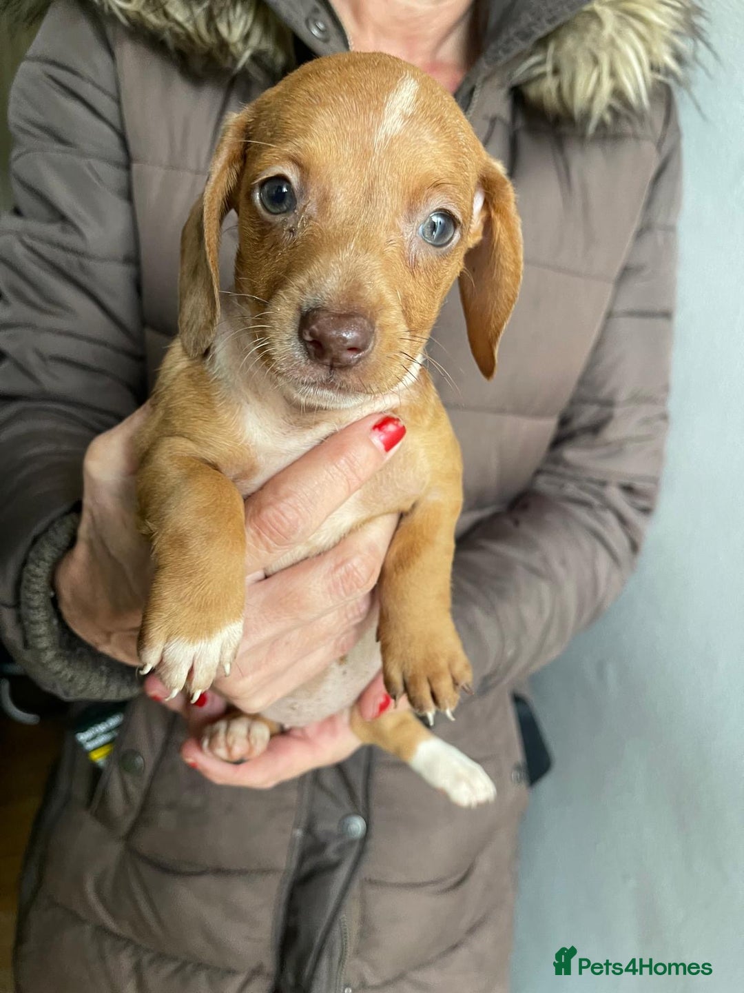 Dachshund dogs for sale: Very unusual sausage dogs - Image 6