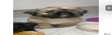 BFG, 90% Shih Tzu boy