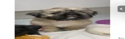 Mixed Breed dogs for sale: Pug Tzu puppies 🐶  - Advert 8
