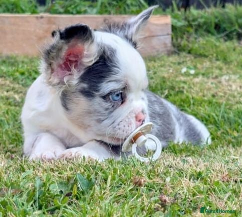 French Bulldog dogs Price reduced Fluffy French Bulldogs - Advert 1