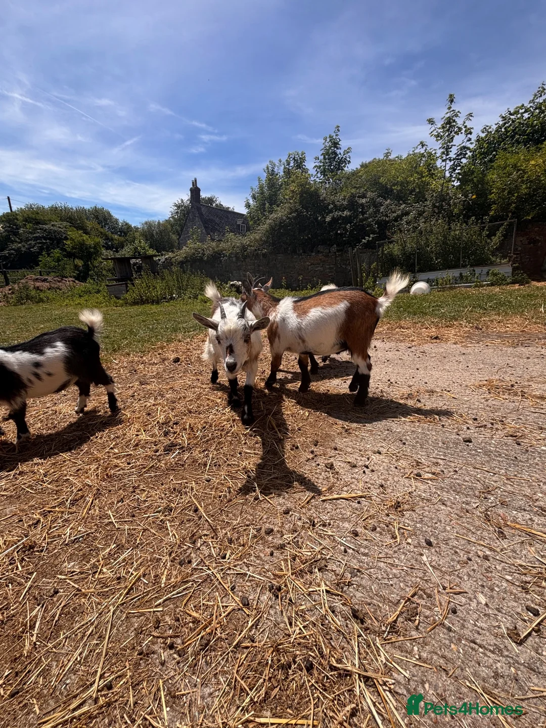 Goats livestock for sale: Pygmy Goats  - Advert 2