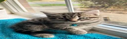 Mixed Breed cats for sale: Three chilled out goofballs - Advert 24