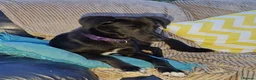 Mixed Breed dogs for adoption: Purple for adoption in Bedford - Advert 5