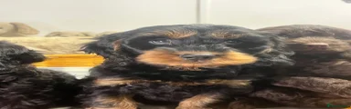 Cockapoo 2
