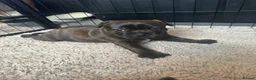 Staffordshire Bull Terrier dogs for sale: 🐾 Beautiful Brindle Staffordshire Terrier Boy  - Advert 7