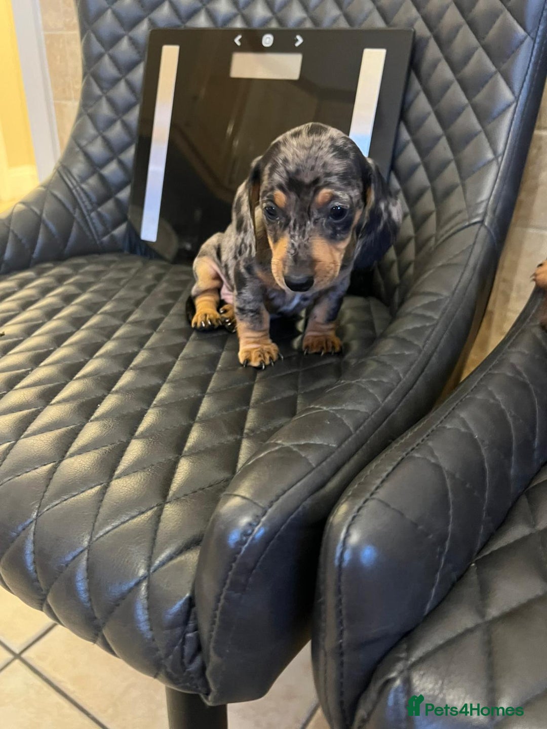 Dachshund dogs for sale: Dachshund puppies  - Advert 2