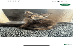 Ragdoll cats for sale: Ragdoll cross Mainecoon kittens  - Image 9