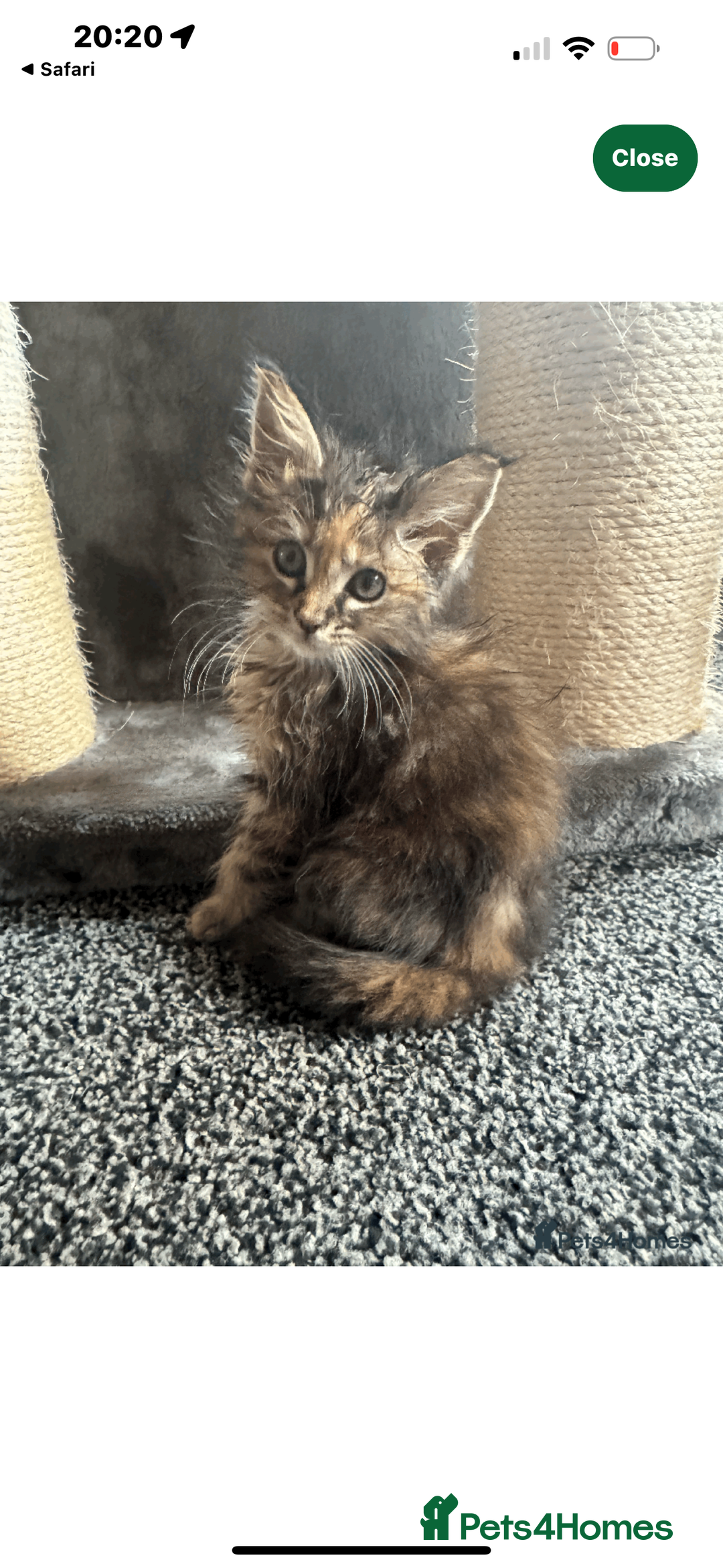 Ragdoll cats for sale: Ragdoll cross Mainecoon kittens  - Image 9