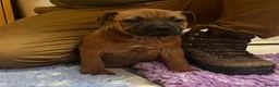 Staffordshire Bull Terrier dogs for sale: 7 Red Staffordshire Bull Terrier pups  - Advert 33