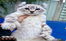 Savannah cats for sale: Breath taking wild looking girl  - Image 34