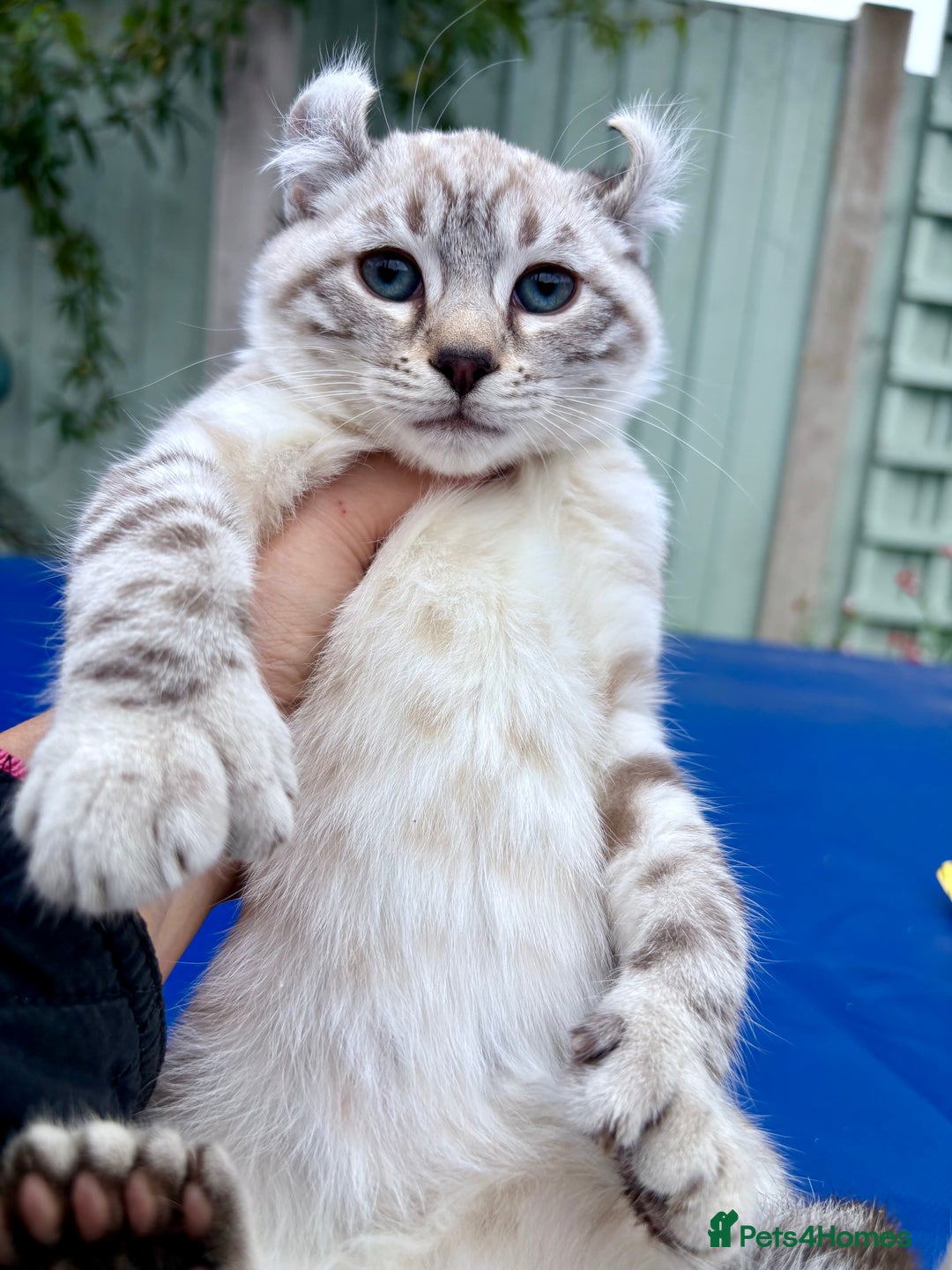 Savannah cats for sale: Breath taking wild looking girl  - Image 34