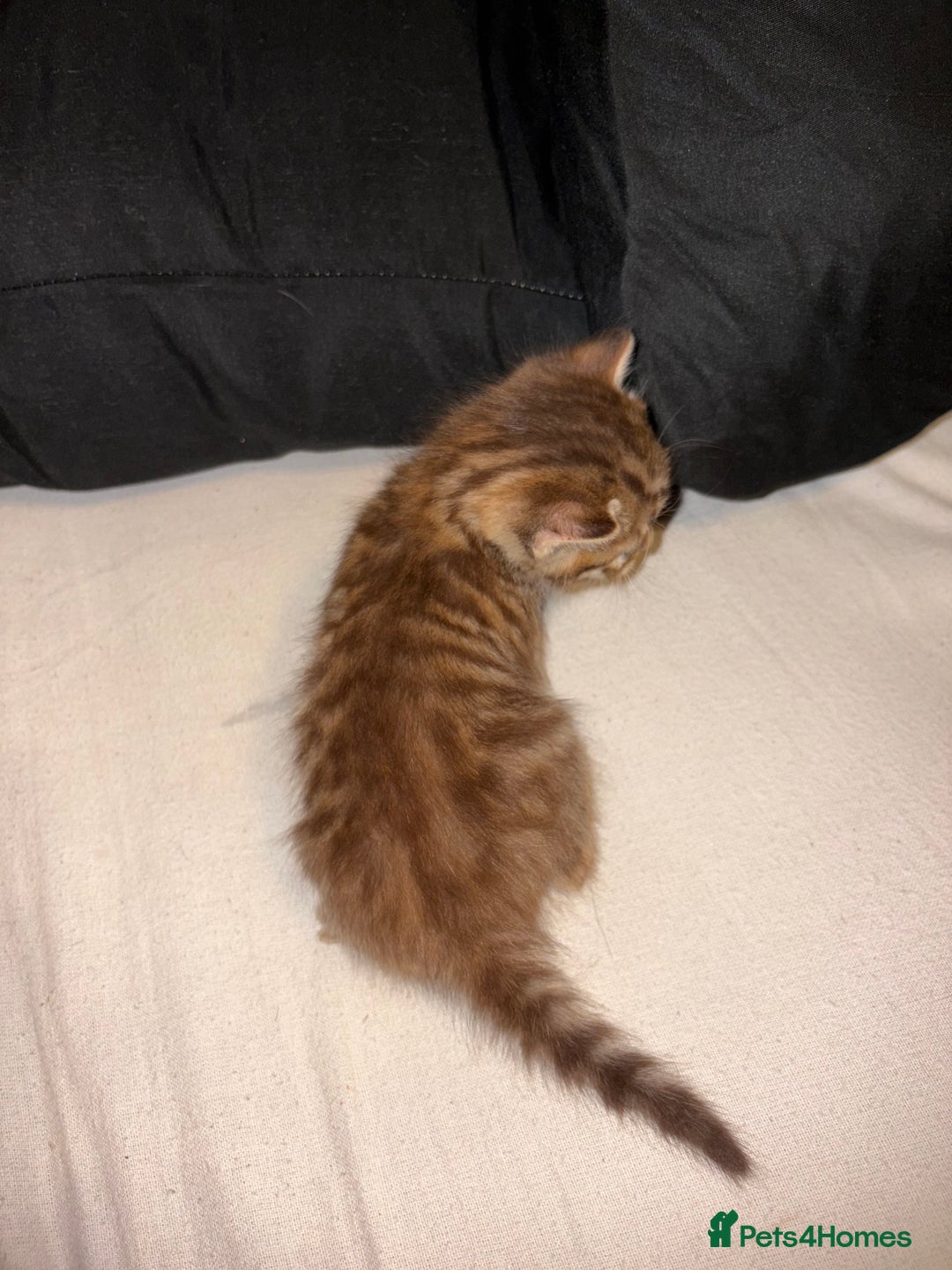 Mixed Breed cats for sale: 4 stunning Bombay X Norwegian kittens for sale - Advert 4