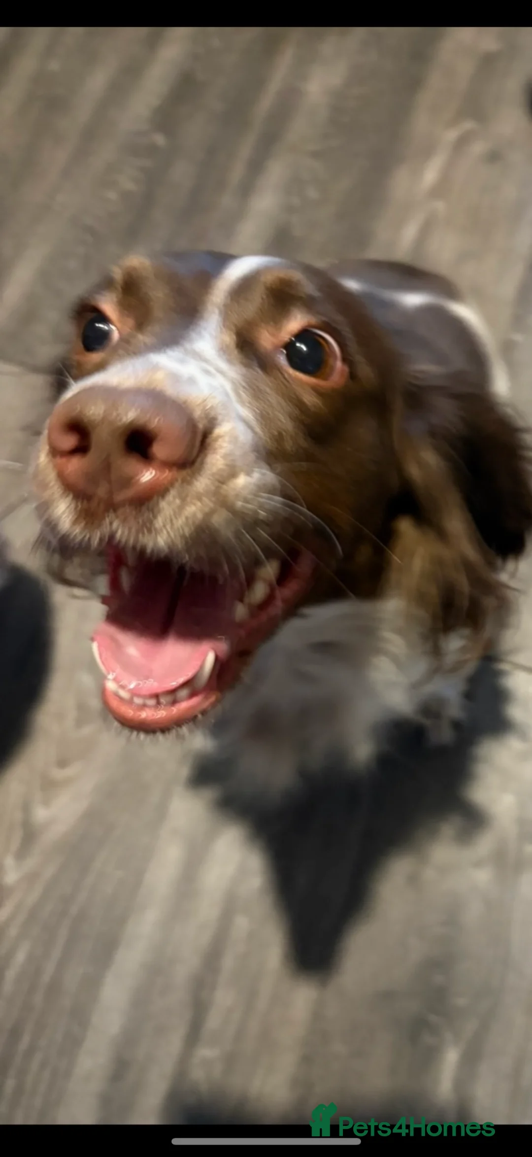 English Springer Spaniel dogs for sale: Girl dog  - Advert 3