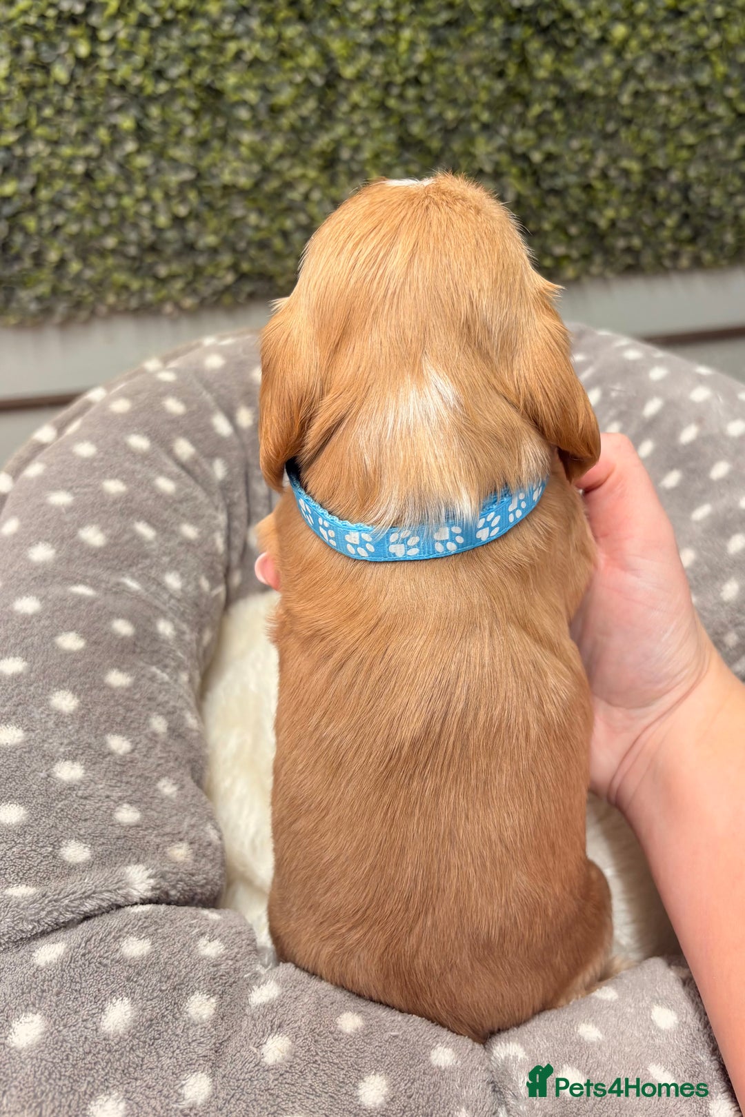 Cocker Spaniel dogs for sale: 🧡🤎 KC REG Show Cocker Spaniel Puppies For Sale - Advert 7