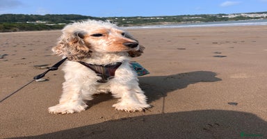 Cocker Spaniel dogs - Advert 4