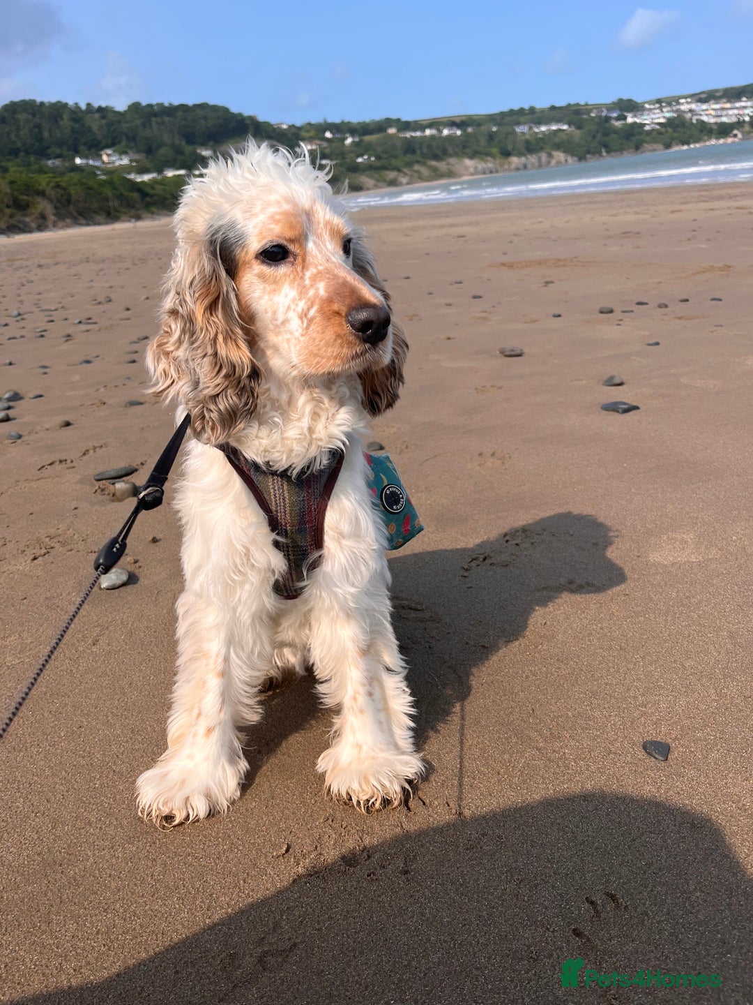 Cocker Spaniel dogs for stud: Handsome show cocker spaniel available for stud - Image 2
