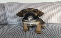Mixed Breed dogs for sale: 1 Boy Left Ready To Go French Cocker Jack Pup - Image 1