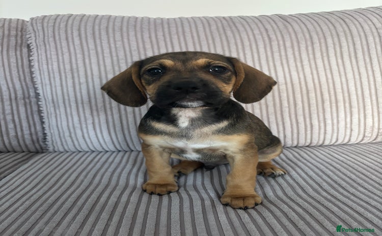Mixed Breed dogs - Advert 5