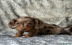 Miniature Dachshund dogs for sale: ⭐️ long haired minature dachshunds ⭐️ - Image 4