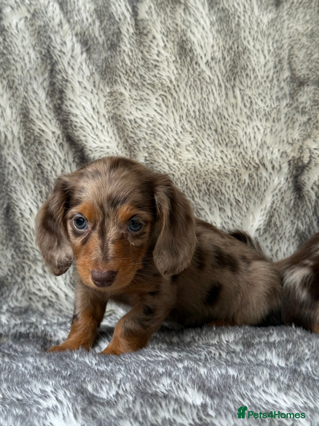 Miniature Dachshund dogs for sale: ⭐️ long haired minature dachshunds ⭐️ - Image 4
