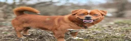 Mixed Breed dogs for adoption: 💙🐶 BONIK – TWO PERSONALITIES IN ONE LITTLE BODY in Burton-on-Trent - Advert 17