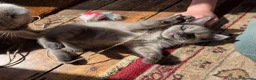 Ragdoll cats for sale: Gorgeous friendly Ragdoll kittens - Advert 4