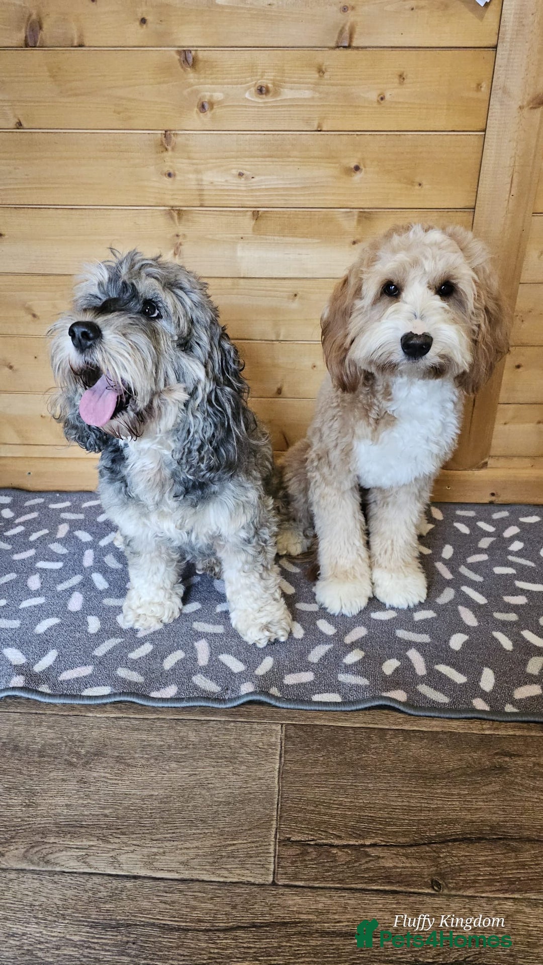 Australian Labradoodle dogs for sale: Gorgeous Australian Labradoodle Puppies  - Advert 37
