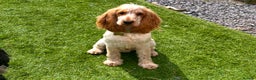Cocker Spaniel dogs for stud: KC REGISTERED ORANGE ROAN SHOW COCKER SPANIEL STUD in Barnsley - Advert 6
