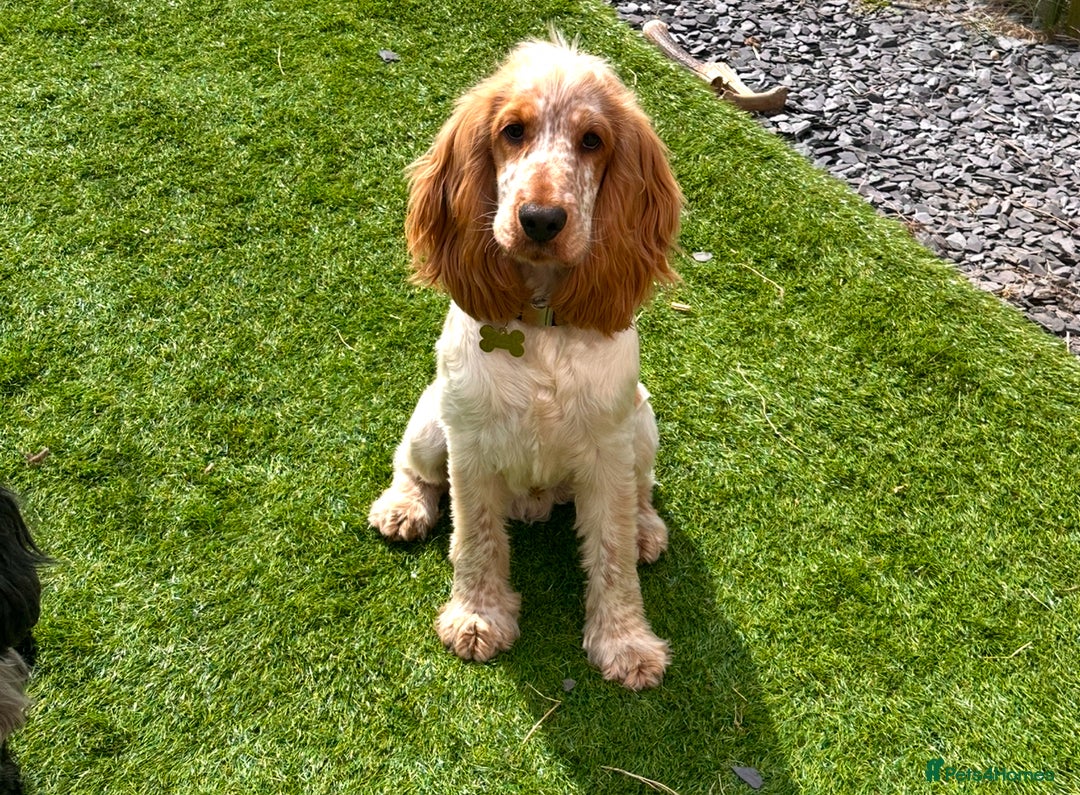 Cocker Spaniel dogs for stud: KC REGISTERED ORANGE ROAN SHOW COCKER SPANIEL STUD in Barnsley - Advert 6