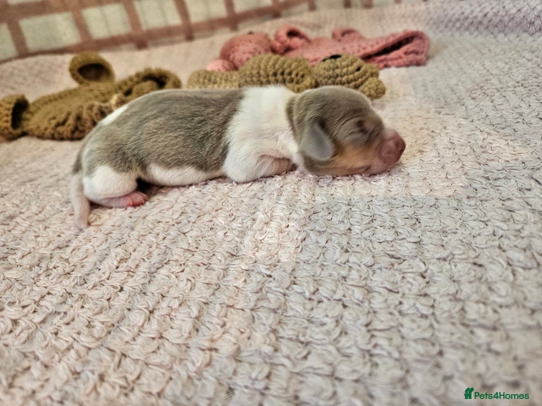 Miniature Dachshund dogs for sale: Stunning KC miniaturedachshunds KC - Advert 13